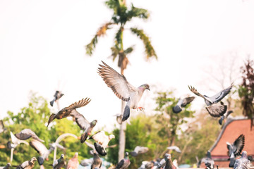 Dove