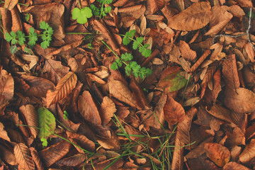 Sonbahar Yaprakları Arka Plan Konsept