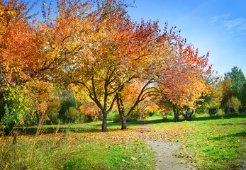 Autumn park with apple trees and footpath running away. Autumn, Central Russia