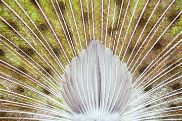 Portrait of Peacock with Feathers Out