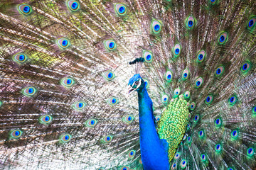 Naklejka premium Portrait of Peacock with Feathers Out