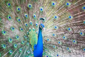 Obraz premium Portrait of Peacock with Feathers Out