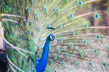 Obraz premium Portrait of Peacock with Feathers Out