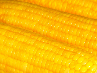 Closed up Boiled Orange Yellow Sweet Corn for Background, Texture, Banner