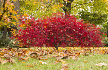 Autumn landscape