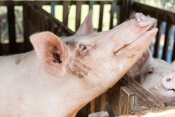 Pig at pig breeding farm
