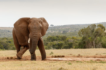 Cross legs african bush elephant