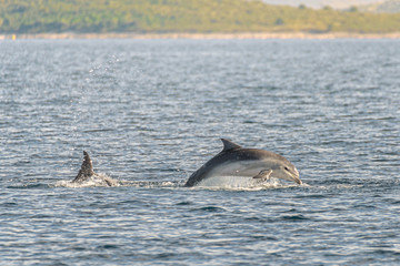Fototapeta premium Doplhin jumping near coast in Croatia