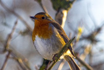 Robin