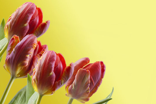 Tulpen mit Textfreiraum