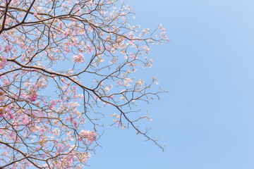 Booming double cherry blossom branches