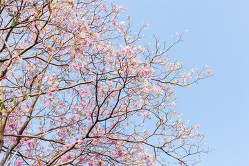 Booming double cherry blossom branches