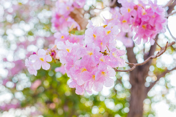 Booming double cherry blossom branches