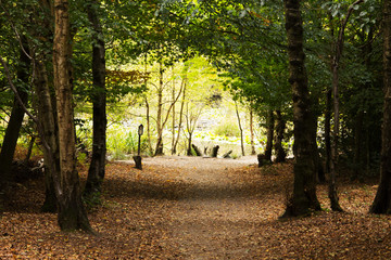 Fototapeta premium Woodland scene at the start of autumn