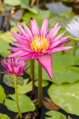 Lotus flower and Lotus flower plants,soft focus.