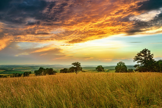 Meadow with flowers and trees during sunset
