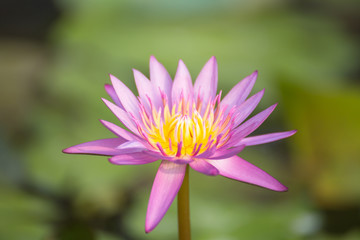 Soft-focus Beautiful water lilly