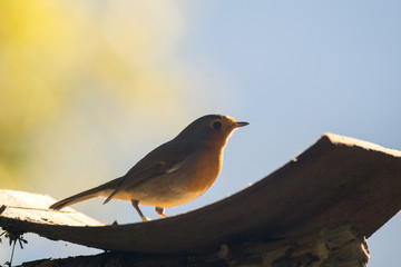 robin eats fat ball at the manger on the perch