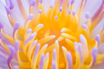 Soft-focus Beautiful water lilly