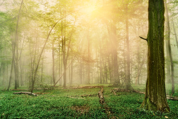 Summer forest with sun light and fog