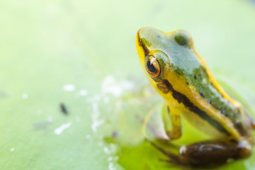 Tree frog soft focus