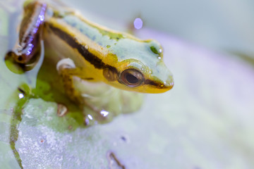 Tree frog soft focus