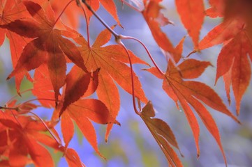 Sadness in the jungle of Japanese maple