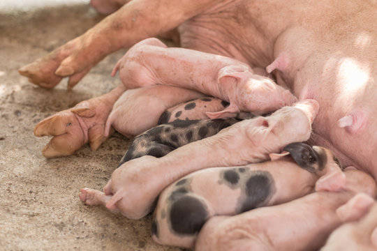 Newborn piglets sleeping with mother at pig breeding farm