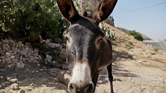 Shot of a donkey in Morocco. Slow motion footage in full hd.