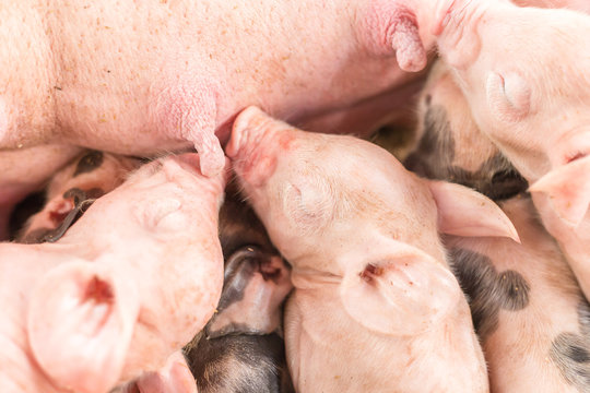 Newborn piglets sleeping with mother at pig breeding farm
