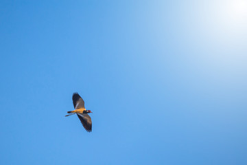 a bird flying over a heavenly blue sky