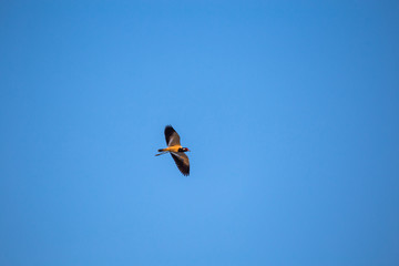 a bird flying over a heavenly blue sky