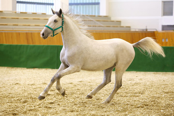 Grey colored youngster lipizzan horse galloping in riding hall