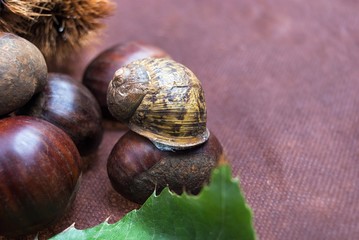 Some Chestnuts on  Brown Cloth Background with Leaves and raw Sh