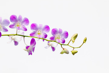 Fototapeta na wymiar orchids,orchids purple ,orchids purple Is considered the queen of flowers in Thailand