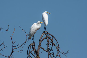 Two Egrets on treetop