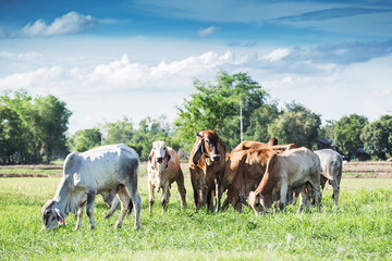 Cows grazing on a green summer meadow at sunny day