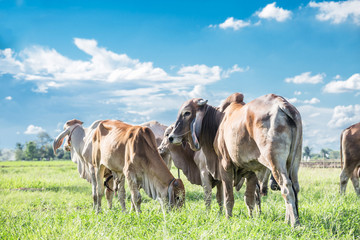 Cows grazing on a green summer meadow at sunny day