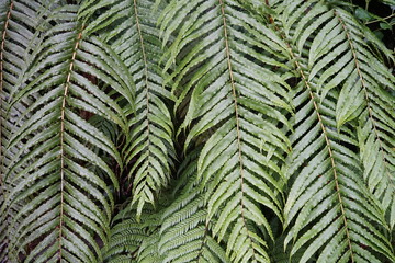 Green Fern
