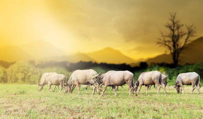 Naklejka na ściany i meble Asian buffalo eat grass on the field in sunset time