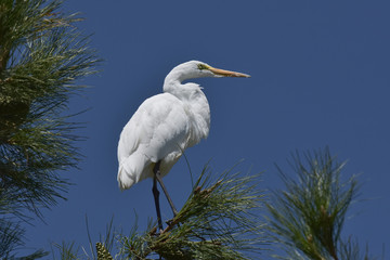 Great White Egret alighting in tree