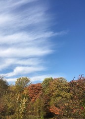 Fototapeta premium high cirrus fibratus clouds and fall foliage