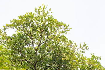 green treetop with sky,copy space,small leaf of treetop from natural