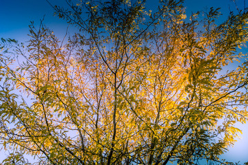Colorfull panorama on autumn, with yellow tree and colored sky
