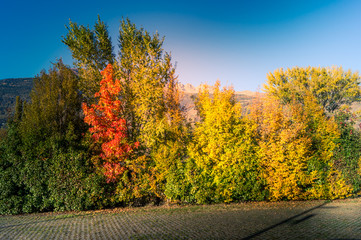 Naklejka na ściany i meble Colorfull panorama on autumn, with yellow tree and colored sky