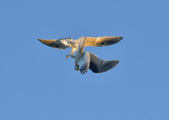 Two Whitetailed kites fighting in midair