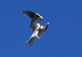 Young Whitetailed Kite in flight
