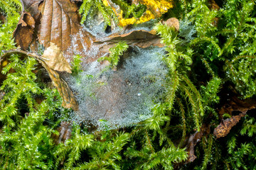 Mosses