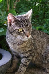 Obraz premium Katze mit Behinderung