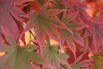 New Fall in the jungle of Japanese maple